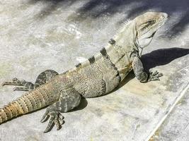 enorme iguana gecko animal en el suelo isla contoy mexico. foto