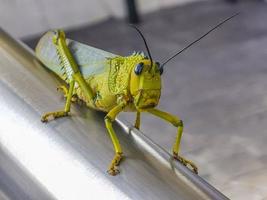 Giant green grasshopper sitting on railing in Mexico. photo