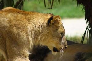 Lion in zoo photo