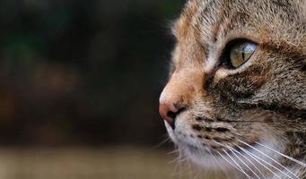 primer plano retrato de cara de gato rayado de perfil. el hocico de un gato rayado con ojos verdes, bigote largo y blanco, nariz rosada. foto