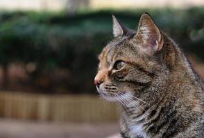 Close-up portrait of striped cat face in profile. The muzzle of a striped cat with green eyes, long white mustache, pink nose. photo