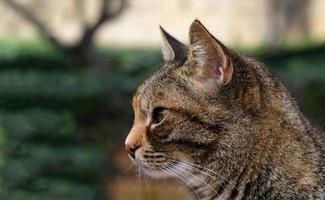 Close-up portrait of striped cat face in profile. The muzzle of a striped cat with green eyes, long white mustache, pink nose. photo