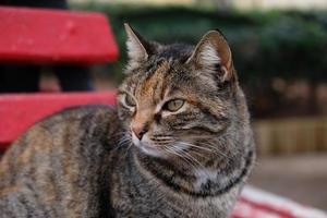 Close-up portrait of striped cat face in profile. The muzzle of a striped cat with green eyes, long white mustache, pink nose. photo