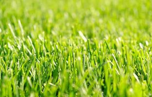 Close up green grass, natural greenery background texture of lawn garden. Ideal concept used for making green flooring, lawn for training football pitch, Grass Golf Courses, green lawn pattern. photo