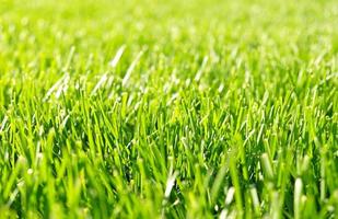 Close up green grass, natural greenery background texture of lawn garden. Ideal concept used for making green flooring, lawn for training football pitch, Grass Golf Courses, green lawn pattern. photo