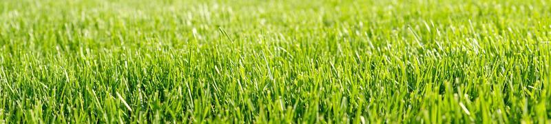 Close up green grass, natural greenery background texture of lawn garden. Ideal concept used for making green flooring, lawn for training football pitch, Grass Golf Courses, green lawn pattern. photo