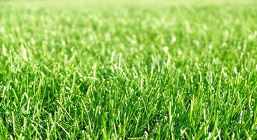 Close up green grass, natural greenery background texture of lawn garden. Ideal concept used for making green flooring, lawn for training football pitch, Grass Golf Courses, green lawn pattern. photo