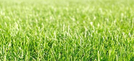 Close up green grass, natural greenery background texture of lawn garden. Ideal concept used for making green flooring, lawn for training football pitch, Grass Golf Courses, green lawn pattern. photo