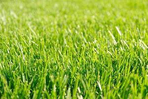 Close up green grass, natural greenery background texture of lawn garden. Ideal concept used for making green flooring, lawn for training football pitch, Grass Golf Courses, green lawn pattern. photo