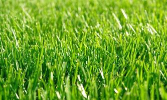 Close up green grass, natural greenery background texture of lawn garden. Ideal concept used for making green flooring, lawn for training football pitch, Grass Golf Courses, green lawn pattern. photo