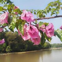 Brightly planted paper flowers or bougainvillea that are suitable in the garden in the garden or yard of the house photo