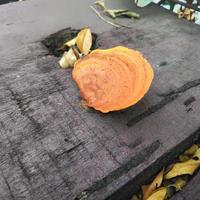 orange mushroom growing on a wooden plank bridge, with a normal angle view photo