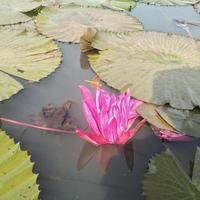 The purple lotus flower blooming on the water presents a beautiful sight to the eye.