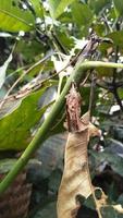 The caterpillar that has turned into a cocoon hangs on the leaf stalk photo