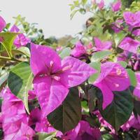 Brightly planted paper flowers or bougainvillea that are suitable in the garden in the garden or yard of the house photo