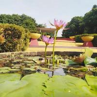 la flor de loto púrpura que florece en el agua presenta una hermosa vista a la vista. foto