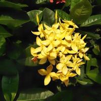 Bright yellow Ixora growing in the garden. close up.  Ixora is a genus of flowering plants in the family Rubiaceae photo