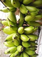 los plátanos todavía están verdes colgando de un poste de madera. vista baja, vista normal. clasificación de los bananos reino plantae, división magnoliophyta, clase liliopsida, orden musales, familia musaceae, género musa. foto