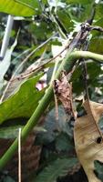 The caterpillar that has turned into a cocoon hangs on the leaf stalk photo