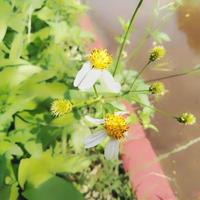 Biden pilosa is a white color growing on the outskirts of the garden, Bidens pilosa is a type of plant belonging to the Asteraceae tribe. photo