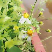 biden pilosa es un color blanco que crece en las afueras del jardín, bidens pilosa es un tipo de planta perteneciente a la tribu de las asteráceas. foto