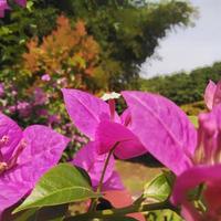 Brightly planted paper flowers or bougainvillea that are suitable in the garden in the garden or yard of the house photo