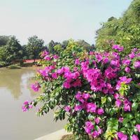 Brightly planted paper flowers or bougainvillea that are suitable in the garden in the garden or yard of the house photo