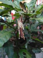 The caterpillar that has turned into a cocoon hangs on the leaf stalk photo