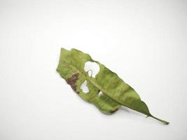 green leaf isolated on a white background photo