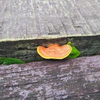 orange mushroom growing on a wooden plank bridge, with a normal angle view photo