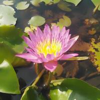 The purple lotus flower blooming on the water presents a beautiful sight to the eye.