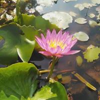 The purple lotus flower blooming on the water presents a beautiful sight to the eye. photo