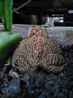 a frog sitting on a plant pot. photo