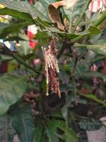 The caterpillar that has turned into a cocoon hangs on the leaf stalk photo