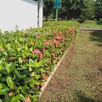 Bright red Ixora growing in the garden. close up.  Ixora is a genus of flowering plants in the family Rubiaceae photo