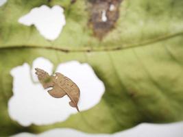 green leaf with holes and dry leaves isolated on white background photo