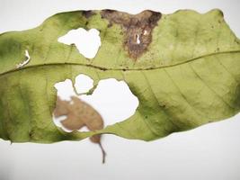 hoja verde con agujeros y hojas secas aisladas sobre fondo blanco foto