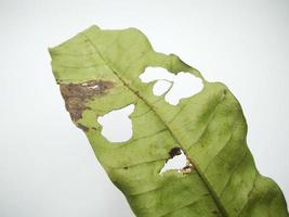 green leaf isolated on a white background photo