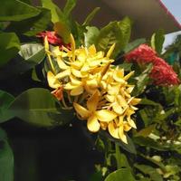 Bright yellow Ixora growing in the garden. close up.  Ixora is a genus of flowering plants in the family Rubiaceae photo