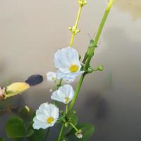 Water Jasmine is a very beautiful plant and freshens the air, this flower is also called Echinodorus Paleafolius, this Jasmine is very unique because it lives in water photo