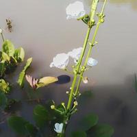 el jazmin de agua es una planta muy hermosa y refresca el aire, esta flor tambien se llama echinodorus paleafolius, este jazmin es muy singular porque vive en el agua foto