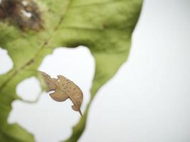 hoja verde con agujeros y hojas secas aisladas sobre fondo blanco foto