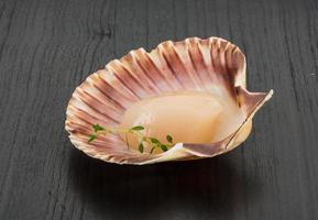 Raw scallops on wooden background photo