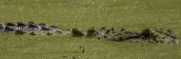 Alligator swimming in slimy pond photo