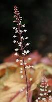 Tall Stalk of Small White Flowers photo