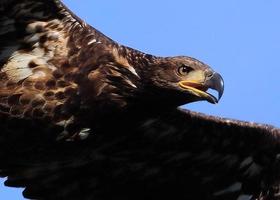 águila calva juvenil foto