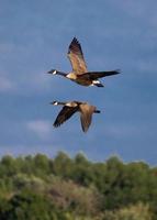 Pair of Canada Geese photo