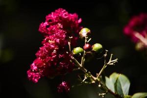 flor roja con berrier verde foto