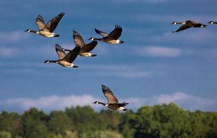 flock of Canada geese flying in formation photo