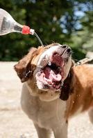 thirsty st. bernard dog drinking from plastic bottle outdoors in hot summer day, water splashes and sprays photo
